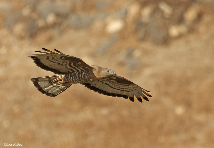    Honey Buzzard  Pernis  apivorus ,Beit Shean valley ,September  2010. Lior Kislev     